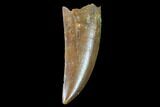 Raptor Tooth - Real Dinosaur Tooth #102370-1